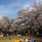 それぞれのお花見