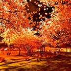 桜-ポートランド2013-02
