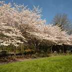 桜-ポートランド2013-04