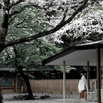 巫女桜