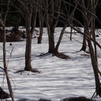 残り雪-2