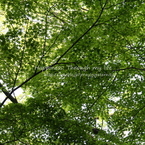 fourseasons2010_2