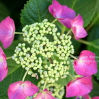 verdure2010_2