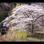 廃校の一本桜