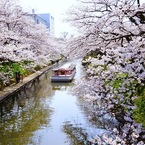 桜遊覧