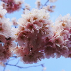 桜ボンボン