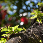 桜の木