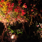 高知城　花回廊