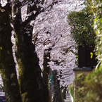 桜路