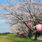 お花見