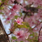 花形桜