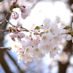 一目千本桜　ソメイヨシノ