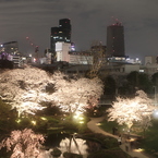 夜桜。六本木ヒルズにて。