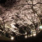 夜桜。高遠城址公園にて。