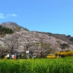 花見山　１