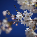 快晴桜