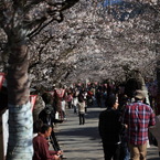 桜の木の下