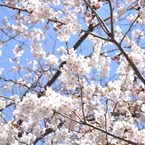 一目千本桜　ソメイヨシノ