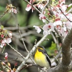 桜にキビタキ♪