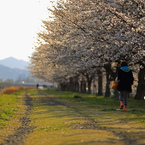 桜堤を歩く
