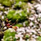 胴吹きの　花散りぎわの　未練かな