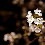 間藤の夜桜