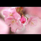 桜三昧43　伊豆の河津桜11