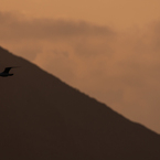 太平洋を飛ぶ鳥