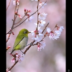 花鳥 春の巻