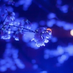 雨の夜桜ライトアップ