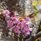 福島 花見山にて