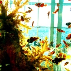 Sky Aquarium