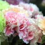 花屋さんにて