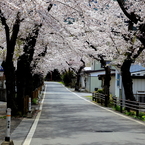 唐丹町(とうにちょう)の桜並木