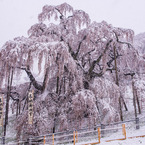 雪降る、三春滝桜
