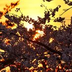 Receive setting sun to a back