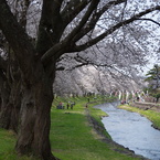 洗沢川・桜並木