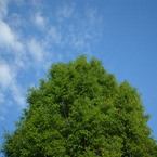 un albre et le ciel