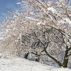 桜雪