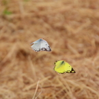 IMG_2915tr