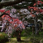 桜と紅葉