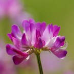 IMGP6352