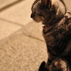 Cat on the street.