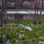 大平沼の水芭蕉