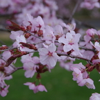 大山桜-5