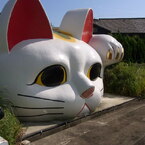 猫 vs 子猫