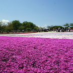 秩父　芝桜の丘