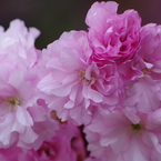 八重の桜-5
