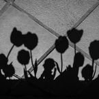 Tulip N°3