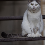 猫の恩返し